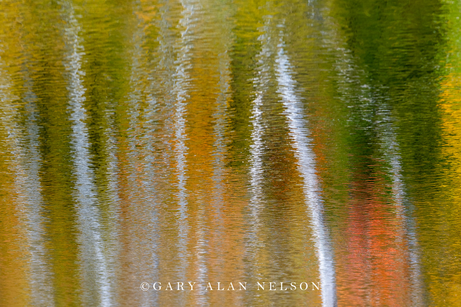 Autumn reflections on pond, Maplewood State Park, Minnesota