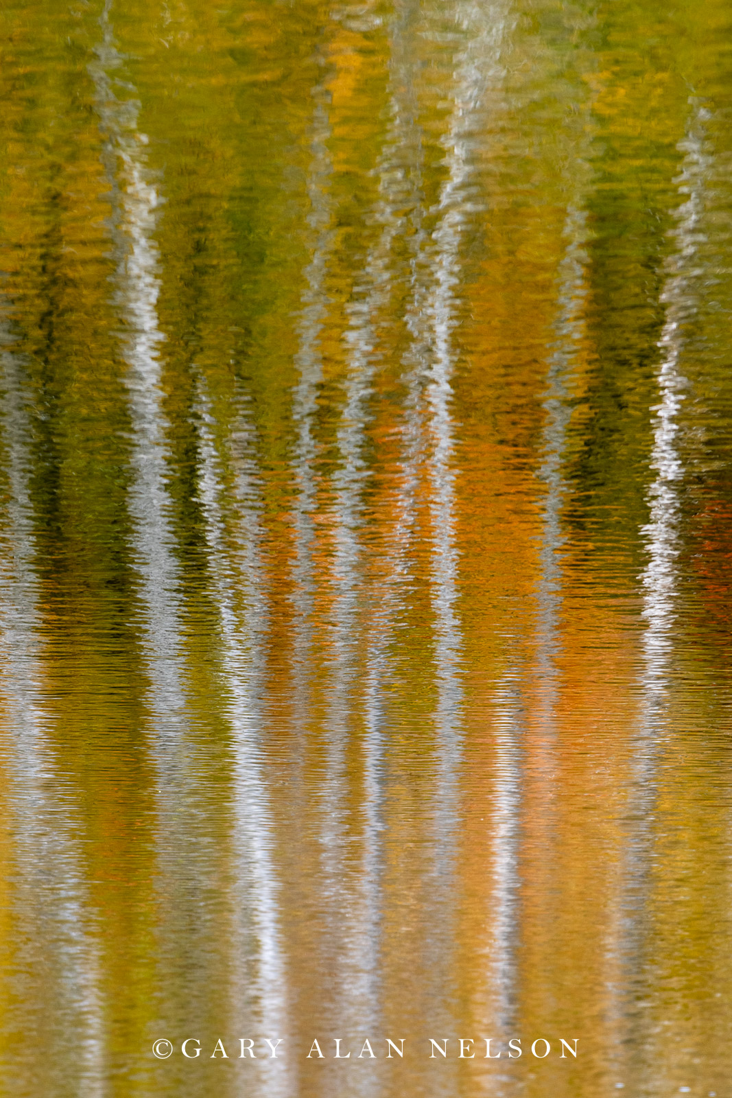 Autumn reflections on pond, Maplewood State Park, Minnesota