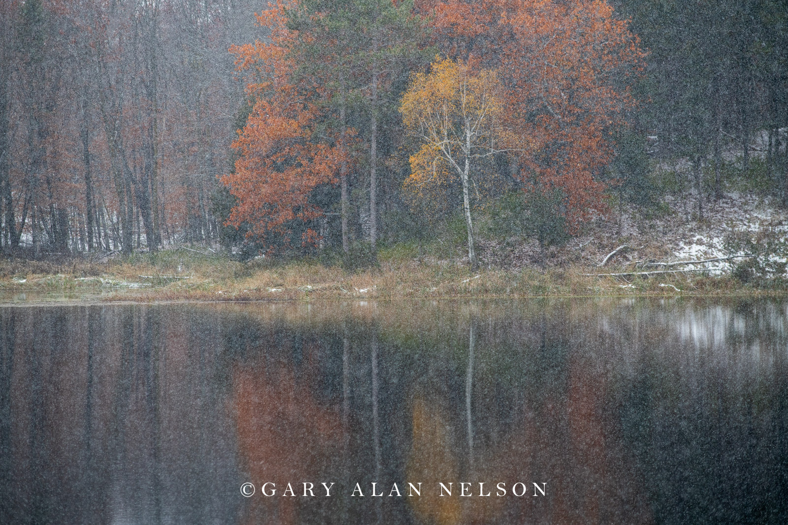 Autumn snowfall on Bull Lake, Allemansratt Park, Lindstrom, Minnesota