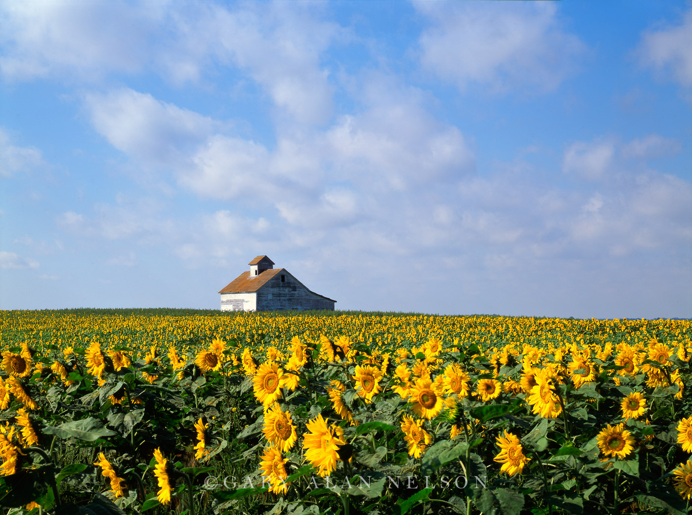 ND-93-14-FM SUNFLOWERS AND BARN, RED RIVER VALLEY, NORTH DAKOTA