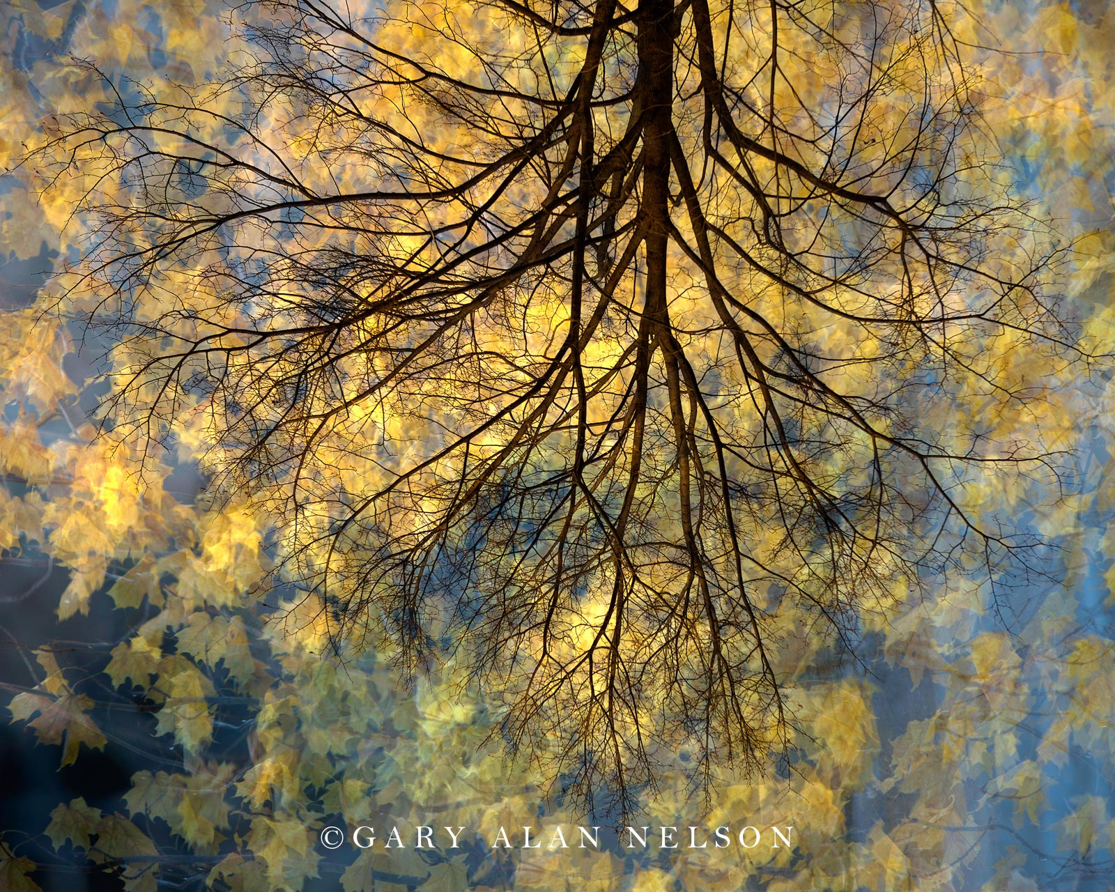 abstract, multiple exposure, tree
