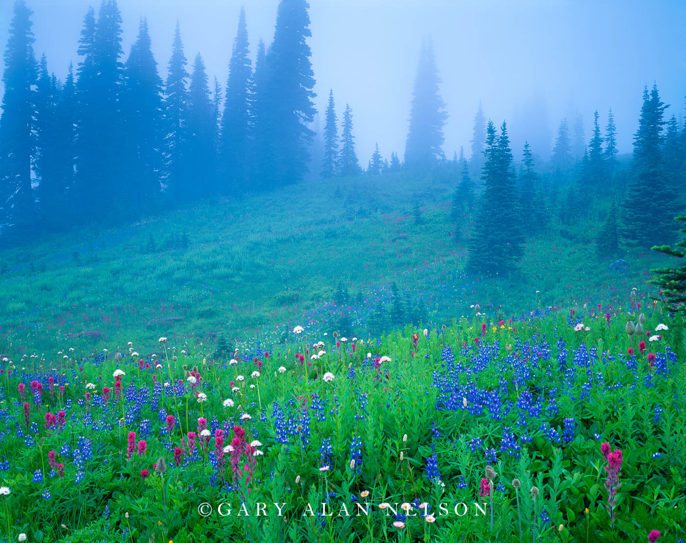 WA-01-4-NP Wildflowers in fog, Mt. Rainier National Park, Washington