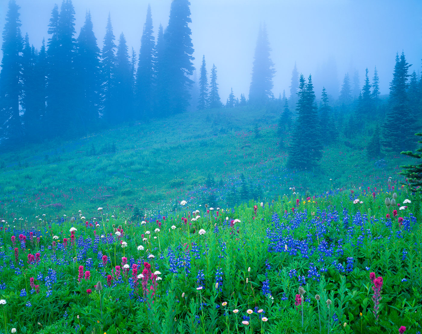 Wildflowers in fog, Mt. Rainier National Park, Washington