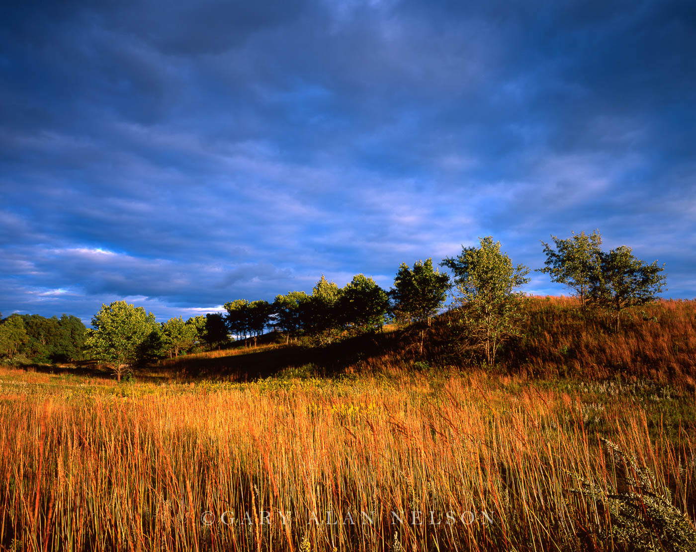 WI-99-2-NWR Native prairie grasses on savannah, Trempealeau National Wildlife Refuge, Mississippi River, Wisconsin